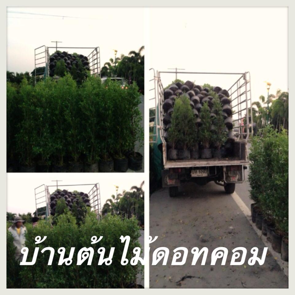 จำหน่าย,ต้นไม้ทำรั้ว,ไทรเกาหลี,คริสติน่า,อโศก,หนวดปลาหมึก,ด่างชาฮกเกี๊ยน,ชมพูออสเตรเลีย,สนปฎิพัทธ์,เป็นต้น รูปที่ 5