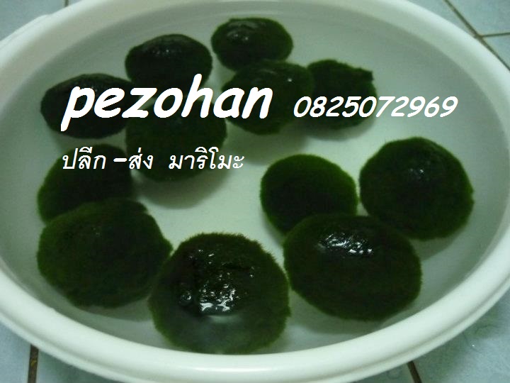 ขายมาริโมะนำเข้าจากญี่ปุ่นเองของแท้แน่นอน รูปที่ 4