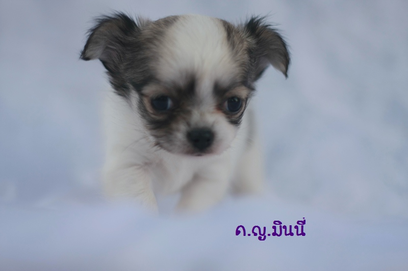 ชิวาวาแฟนซี เพศเมีย ไซส์เล็ก ขนยาว มาร์คกิ้งสวย มีใบเพ็ด ราคาพิเศษ รูปที่ 4