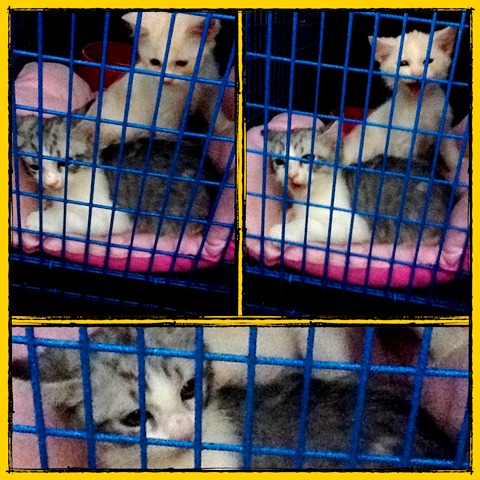 รับส่งสัตว์เลี้ยง รับจากที่หน้าบ้านท่านทั่วกรุงเทพและปริมณฑล ส่งทั่วประเทศ รูปที่ 5