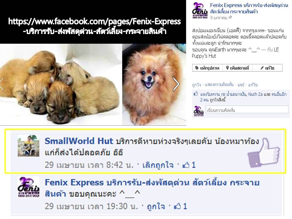 รับส่งสัตว์เลี้ยง รับจากที่หน้าบ้านท่านทั่วกรุงเทพและปริมณฑล ส่งทั่วประเทศ รูปที่ 4