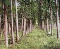 ขายไม้สักทอง 5,000 ต้น อายุ 18 ปี มีค้อนพร้อมตัด อยู่จังหวัดพิษณุโลก ราคา 1.5  ล้าน 086-5599542 รูปที่ 1