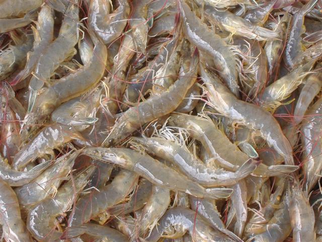 ขายพันธุ์ กุ้งขาว กุ้งขาวลิโทพีเนียส แวนนาไม แท้ 100 %กุ้งกุลาดำ ก้ามกาม ราคาประหยัด พร้อมรับประกัน มีใบประมง และรับลองพันธุ์ รูปที่ 6