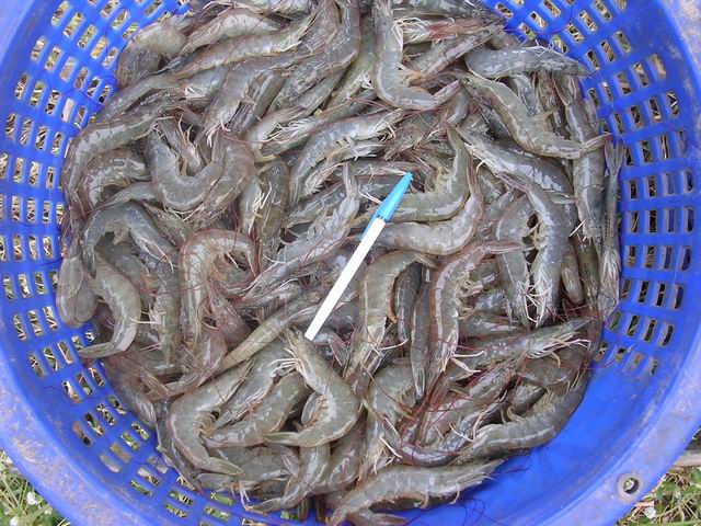 ขายพันธุ์ กุ้งขาว กุ้งขาวลิโทพีเนียส แวนนาไม แท้ 100 %กุ้งกุลาดำ ก้ามกาม ราคาประหยัด พร้อมรับประกัน มีใบประมง และรับลองพันธุ์ รูปที่ 5