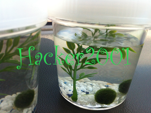 จำหน่ายสาหร่ายมาริโมะ นำเข้าจากญี่ปุ่นทุกอาทิตย์ (Marimo moss ball) รูปที่ 1