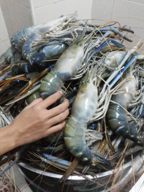 ขายส่ง-กุ้งก้ามกรามขายส่ง (ไซส์จัมโบ้) ถูกที่สุดในประเทศไทย รูปที่ 4