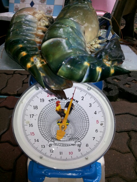 ขายส่ง-กุ้งก้ามกรามขายส่ง (ไซส์จัมโบ้) ถูกที่สุดในประเทศไทย รูปที่ 3