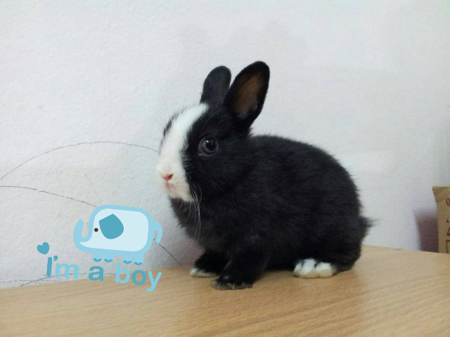มีกระต่ายND แท้ค่ะ400 บาท รูปที่ 2