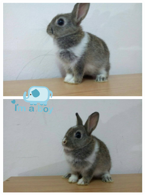 มีกระต่ายND แท้ค่ะ400 บาท รูปที่ 5