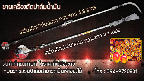palmcut รูปที่ 2