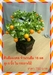 รูปย่อ ต้นส้มเสริมมงคล ประดิษฐ์ จาก ดินไทยผสมดินญี่ปุ่น รูปที่6