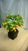 รูปย่อ ต้นส้มเสริมมงคล ประดิษฐ์ จาก ดินไทยผสมดินญี่ปุ่น รูปที่5