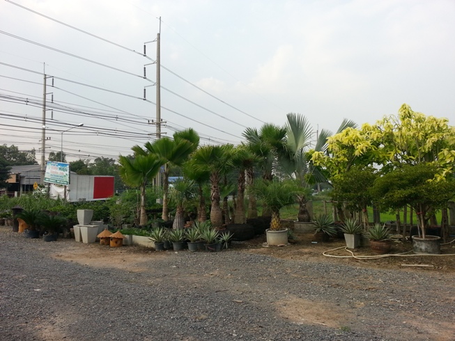  เจ้าของสวนปาล์มขายเอง 089-7956241/089-9007209 รูปที่ 5