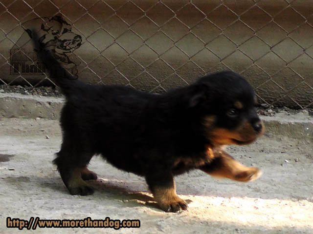ขายลูกร็อตไวเลอร์(rottweier) คุณภาพ มีประกัน จากฟาร์ม รูปที่ 6