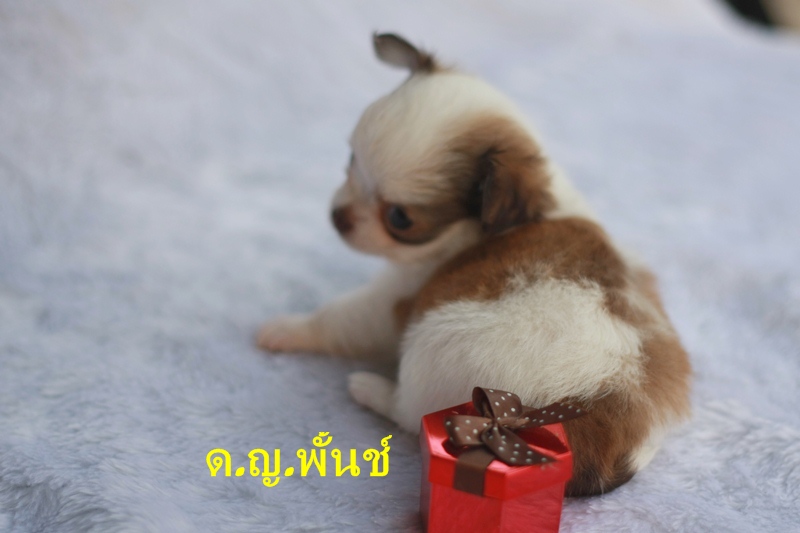 ชิวาวาน้อย ขนยาว สีขาวช็อค ผู้-เมีย น่ารักเฟ่อ มีใบเพ็ด ราคากันเอง รูปที่ 3