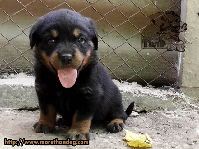 ขายลูกร็อตไวเลอร์(rottweier) คุณภาพ มีประกัน จากฟาร์ม รูปที่ 5
