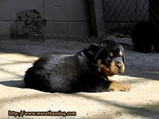 ขายลูกร็อตไวเลอร์(rottweier) คุณภาพ มีประกัน จากฟาร์ม รูปที่ 3