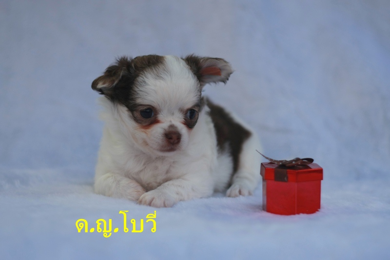 ชิวาวาน้อย ขนยาว สีขาวช็อค ผู้-เมีย น่ารักเฟ่อ มีใบเพ็ด ราคากันเอง รูปที่ 4