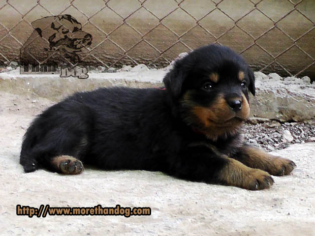 ขายลูกร็อตไวเลอร์(rottweier) คุณภาพ มีประกัน จากฟาร์ม รูปที่ 4