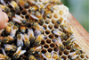 รูปย่อ สอนเลี้ยงผึ้ง ได้มาตรฐานสากล กลับไปเลี้ยงผึ้งในสวนหลังบ้านได้ทันที และมีความสุขในการผลิตน้ำผึ้งด้วยตนเอง รูปที่2
