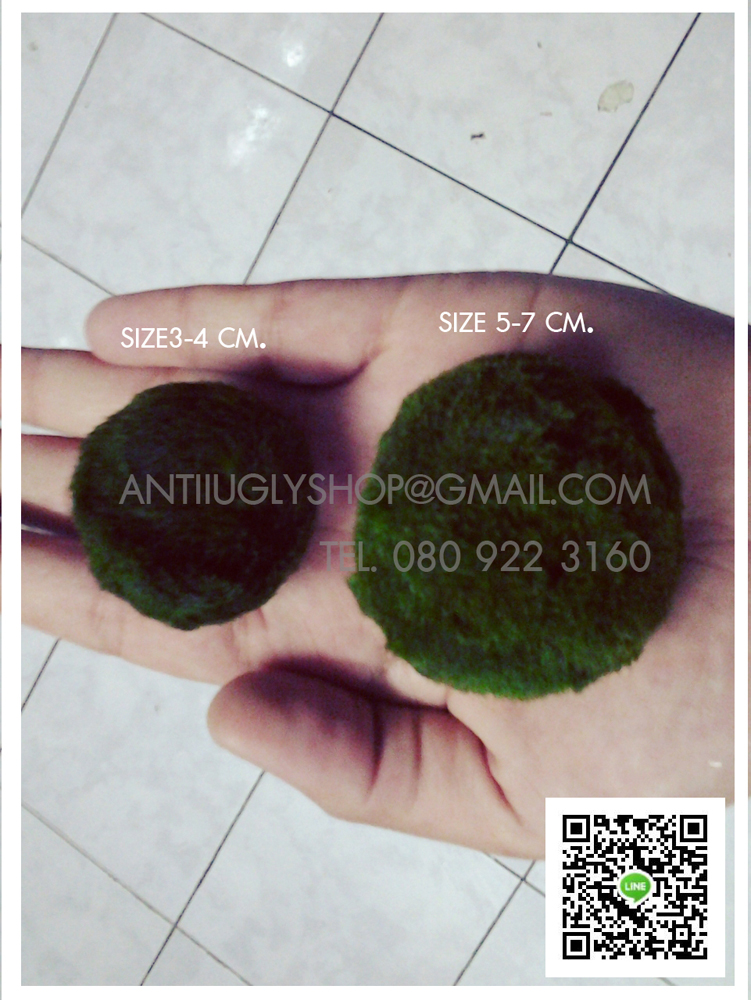 มาริโมะ marimo นำเข้าจากญี่ปุ่น ของแท้100% รูปที่ 7