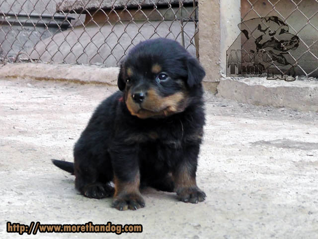 ขายลูกร็อตไวเลอร์(rottweier) คุณภาพ มีประกัน จากฟาร์ม รูปที่ 2
