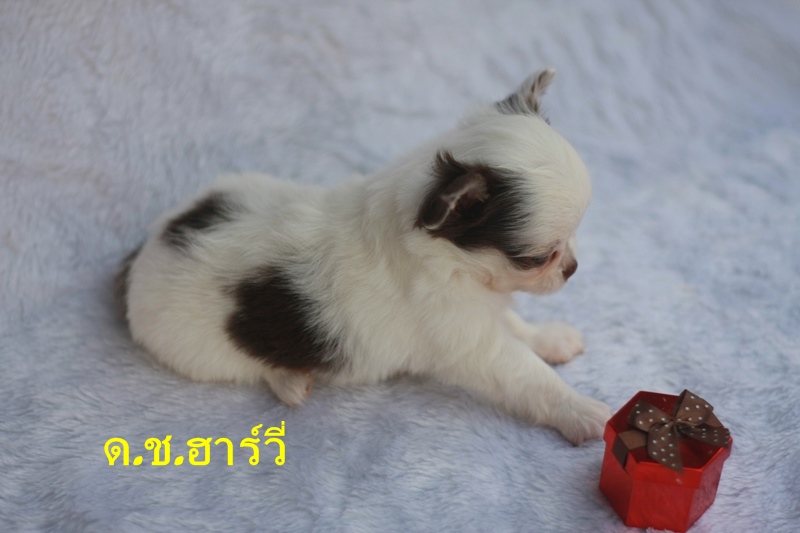 ชิวาวาน้อย ขนยาว สีขาวช็อค ผู้-เมีย น่ารักเฟ่อ มีใบเพ็ด ราคากันเอง รูปที่ 7