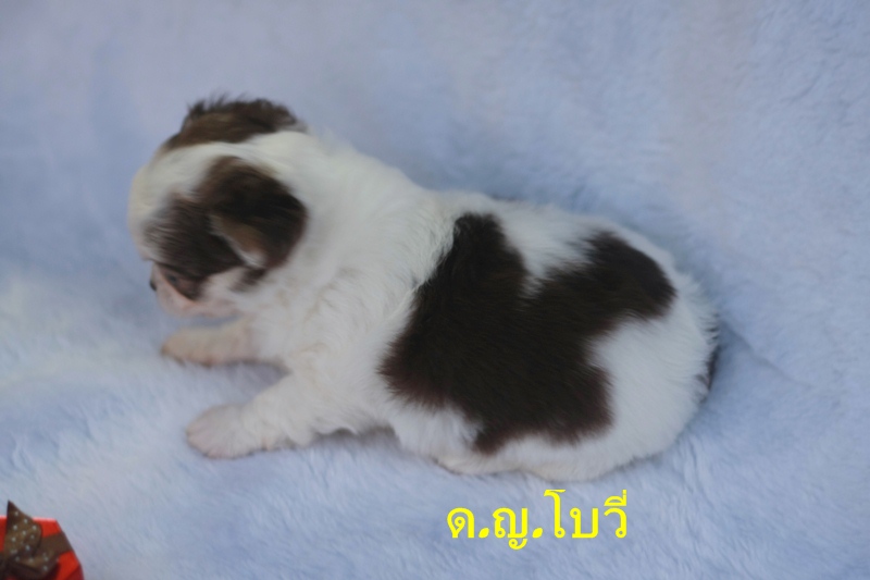 ชิวาวาน้อย ขนยาว สีขาวช็อค ผู้-เมีย น่ารักเฟ่อ มีใบเพ็ด ราคากันเอง รูปที่ 5