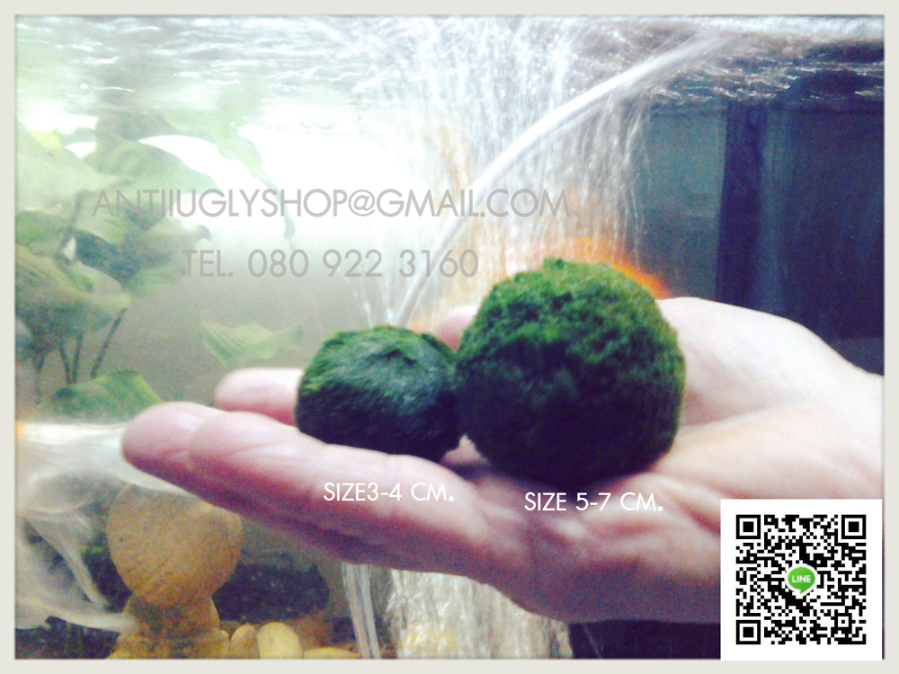 มาริโมะ marimo นำเข้าจากญี่ปุ่น ของแท้100% รูปที่ 6