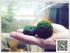 รูปย่อ มาริโมะ marimo นำเข้าจากญี่ปุ่น ของแท้100% รูปที่6