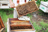 รูปย่อ สอนเลี้ยงผึ้ง ได้มาตรฐานสากล กลับไปเลี้ยงผึ้งในสวนหลังบ้านได้ทันที และมีความสุขในการผลิตน้ำผึ้งด้วยตนเอง รูปที่3