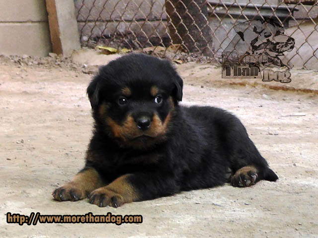 ขายลูกร็อตไวเลอร์(rottweier) คุณภาพ มีประกัน จากฟาร์ม รูปที่ 7