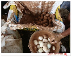 ขาย ไข่เป็ดสด ไข่เค็ม จากฟาร์ม รูปที่ 4
