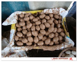 ขาย ไข่เป็ดสด ไข่เค็ม จากฟาร์ม รูปที่ 5