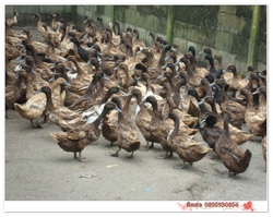 ไข่เป็ดสด ไข่เค็ม ไข่แดงไข่เค็มทำขนมเปี๊ยะ สด ใหม่ ทุกวัน รูปที่ 6