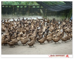 ขาย ไข่เป็ดสด ไข่เค็ม จากฟาร์ม รูปที่ 3
