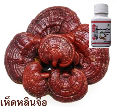 เห็ดหลินจือแท้ ในราคาถูกพิเศษ รูปที่ 2