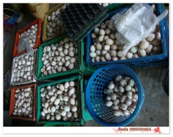 ไข่เป็ดสด ไข่เค็ม ไข่แดงไข่เค็มทำขนมเปี๊ยะ สด ใหม่ ทุกวัน รูปที่ 7