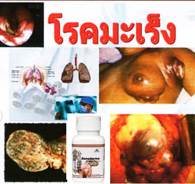 เห็ดหลินจือแท้ ในราคาถูกพิเศษ รูปที่ 3