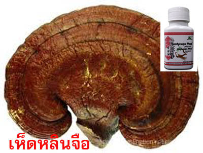 เห็ดหลินจือแท้ ในราคาถูกพิเศษ รูปที่ 6