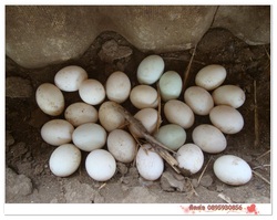 ขาย ไข่เป็ดสด ไข่เค็ม จากฟาร์ม รูปที่ 6