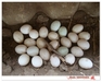 รูปย่อ ขาย ไข่เป็ดสด ไข่เค็ม จากฟาร์ม รูปที่5