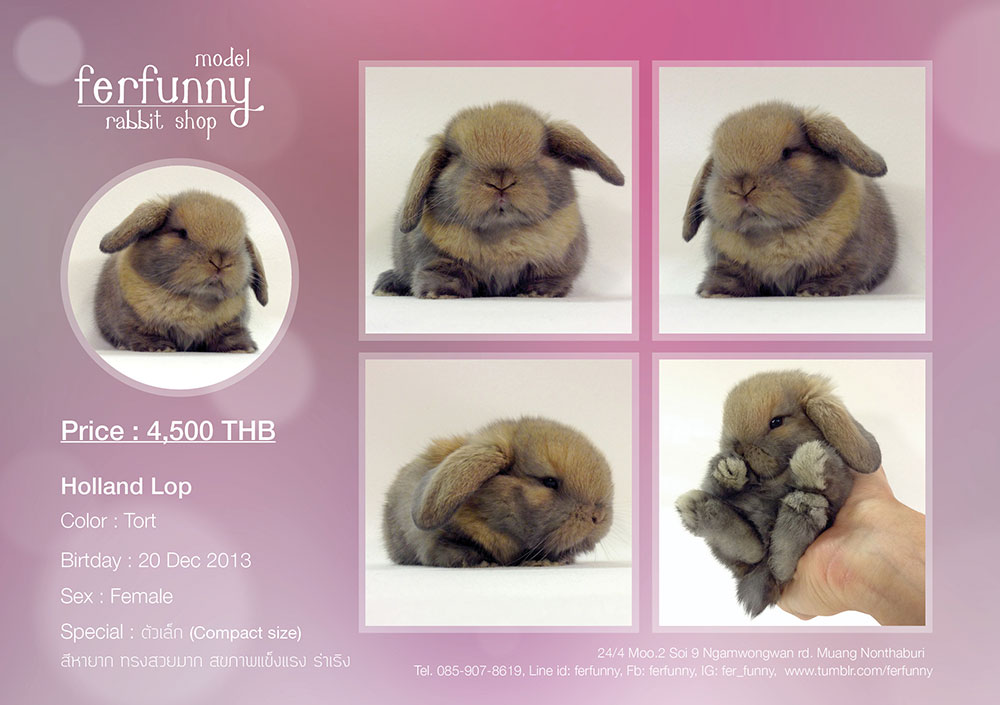  ขายน้องกระต่าย Holland Lop ด้วยความรัก เกรดพรีเมี่ยม สายพันธุ์แท้ ฟอร์มดี คุณภาพดี สุขภาพแข็งแรง เชื่อถือได้ 110% รูปที่ 5