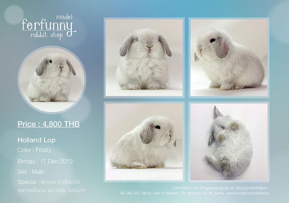  ขายน้องกระต่าย Holland Lop ด้วยความรัก เกรดพรีเมี่ยม สายพันธุ์แท้ ฟอร์มดี คุณภาพดี สุขภาพแข็งแรง เชื่อถือได้ 110% รูปที่ 3