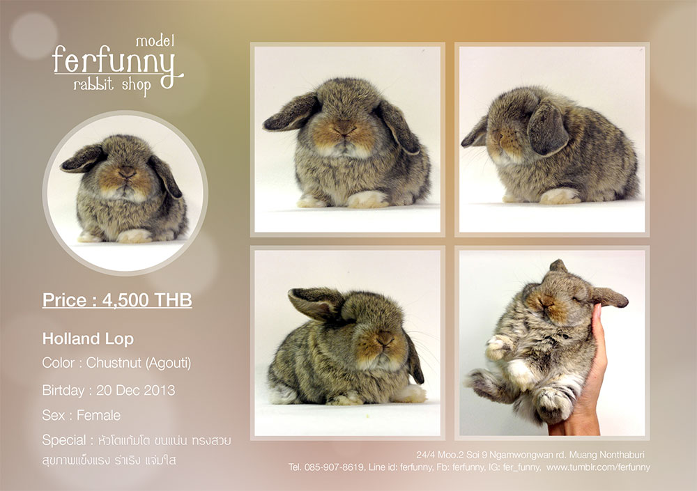  ขายน้องกระต่าย Holland Lop ด้วยความรัก เกรดพรีเมี่ยม สายพันธุ์แท้ ฟอร์มดี คุณภาพดี สุขภาพแข็งแรง เชื่อถือได้ 110% รูปที่ 6