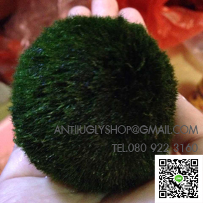 มาริโมะ marimo นำเข้าจากญี่ปุ่น ปลีก - ส่ง ของแท้100% รูปที่ 4