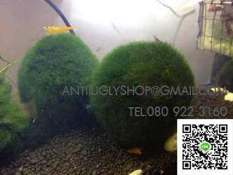 มาริโมะ marimo นำเข้าจากญี่ปุ่น ปลีก - ส่ง ของแท้100% รูปที่ 5
