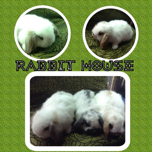 ขายกระต่าย holland lop พันธุ์แท้100% อายุเดือนครึ่งปล่อยราคาถูกจากฟาร์มพันธุ์ดีที่สุด รูปที่ 5