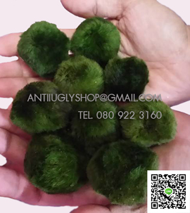มาริโมะ marimo นำเข้าจากญี่ปุ่น ปลีก - ส่ง ของแท้100% รูปที่ 3