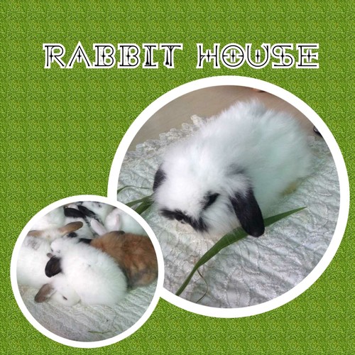 ขายกระต่าย holland lop พันธุ์แท้100% อายุเดือนครึ่งปล่อยราคาถูกจากฟาร์มพันธุ์ดีที่สุด รูปที่ 3